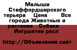 Малыши Стаффордширского терьера  › Цена ­ 1 - Все города Животные и растения » Собаки   . Ингушетия респ.